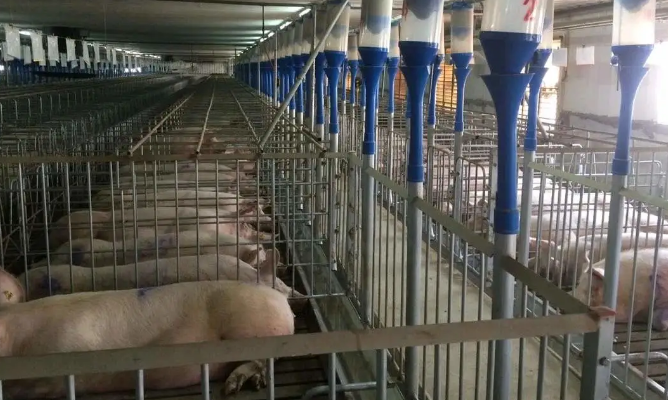 老萬(wàn)集團(tuán)生物質(zhì)顆粒商用鍋爐為順鑫養(yǎng)殖場(chǎng)萬(wàn)頭生豬供暖